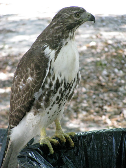 Spotting Image 1