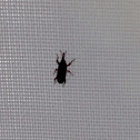 Sphenophorus weevil