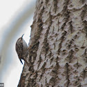 Short-toed Treecreeper