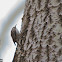 Short-toed Treecreeper