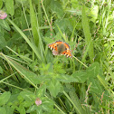 Small Tortoiseshell