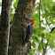 Red-bellied Woodpecker