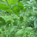 American Elm