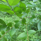 American Elm