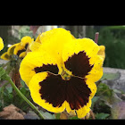 Pansy