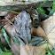 Cane Toad