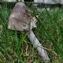 Unknown spotting