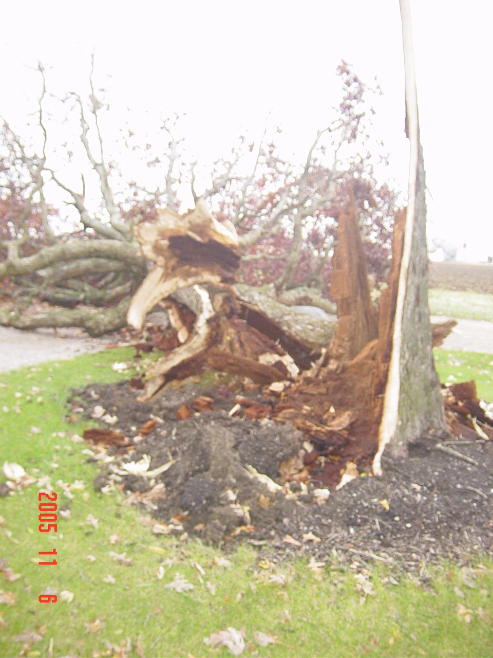 [trees down  11 2005 002[3].jpg]
