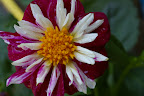 IMGP2648.JPG