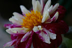 IMGP2650.JPG