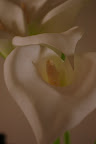 IMGP0099.JPG
