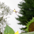 Arrowshaped Micrathena