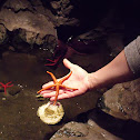 Sea Star