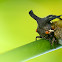 Horned Treehopper