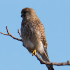 Kestrel; Cernícalo Real