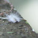Hickory Tussock Moth Caterpillar