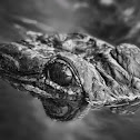 Alligator