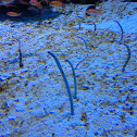 Spotted Garden Eel