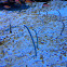 Spotted Garden Eel