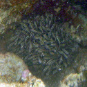 Coral Catfish
