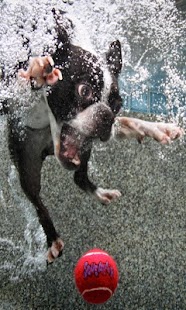 How to install Puppies Live Wallpaper 1.0 mod apk for android