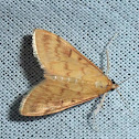 European Corn Borer