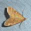 European Corn Borer