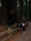 Muir woods2