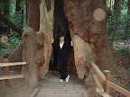 Mom in a Tree