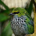 Speckled Tanager