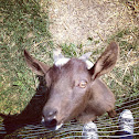 Domestic goat