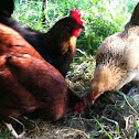 Domestic chickens