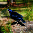 Satin Bower bird (male).