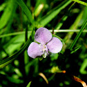Nakedstem Dewflower