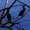 Cormorant