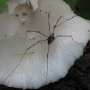 white fungus