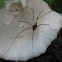 white fungus