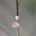 Snails