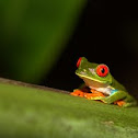Red Eyed Tree Frog
