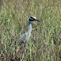 Yellow-crowned Night-Heron