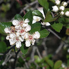 Tejocote