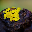 Yellow fungus