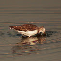 Wood Sandpiper