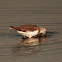 Wood Sandpiper