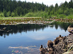 A family of ducks frolics in Stanley Park's Beaver Lake, Vancouver, BC