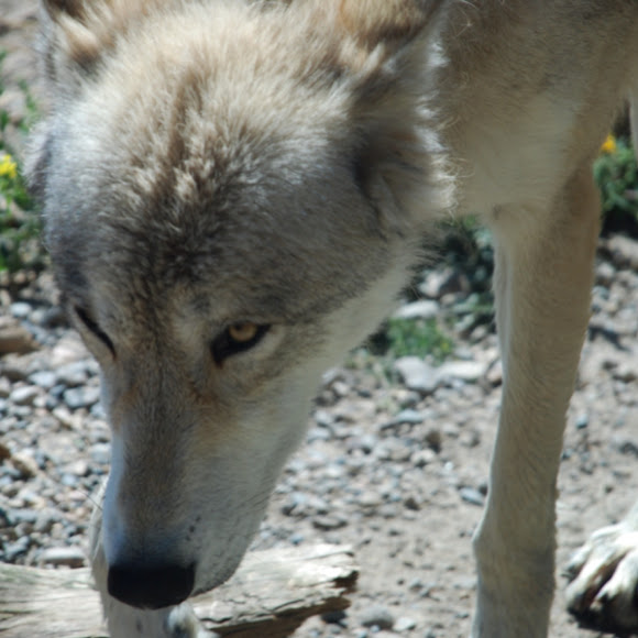 Spotting Image 1