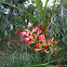Grevillea