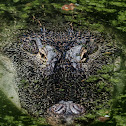 American Alligator