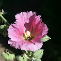 Bumble Bee
