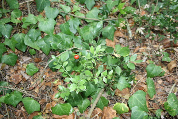 Spotting Image 1